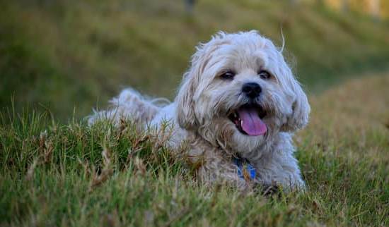 Effective techniques on teaching my dog to stop barking excessively at everything