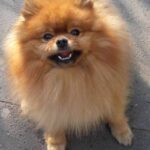 Image: Dog trainer demonstrating the technique of true shaping in dog training