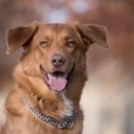 A Guide Dog in Training A cute Labrador retriever puppy wearing a harness, serving as a guide dog in training