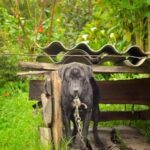 How I began my successful dog training business - tips, tools, and techniques included!