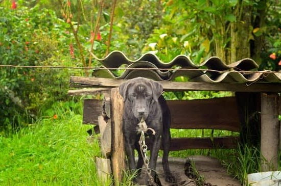 How to Train Your Dog Place 1 Step-by-step guide on how to train your dog to 'place' on command