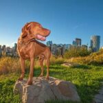 How Do You Train a Dog for Search and Rescue Step-by-step guide on how to train a dog for search and rescue missions