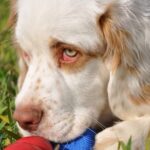 Why a House Trained Dog Pees Why a house trained dog pees: Understanding common reasons for accidents and solutions