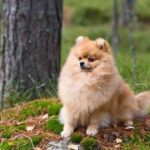 How to Train a Dog Not to Chew Things Step-by-step guide on how to train a dog not to chew things effectively