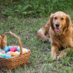 What Is Guide Dog Training Comprehensive Guide on What is Guide Dog Training: Everything You Need to Know