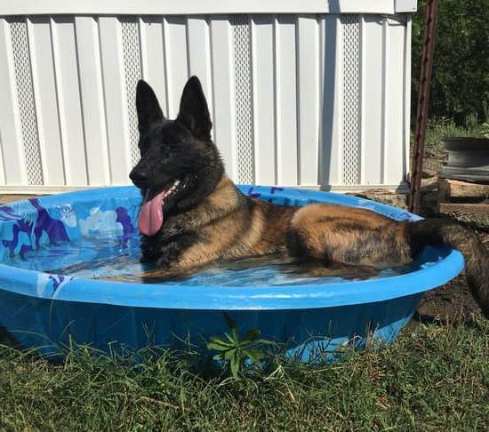 Can You Potty Train a Dog Without a Crate 1 Potty Train Your Dog Successfully Without a Crate Using These Effective Methods