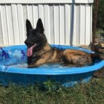 Step-by-step guide on how to potty train a girl dog fast