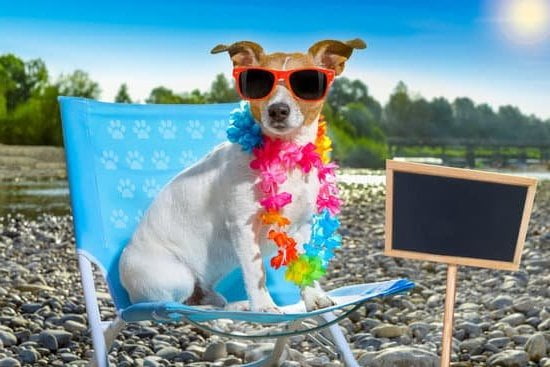 RSPCA's Guide: How to Train Your Dog - Expert Tips and Techniques