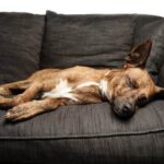 How to Train Dog on Potty Patch How to train your dog on a potty patch - step-by-step guide