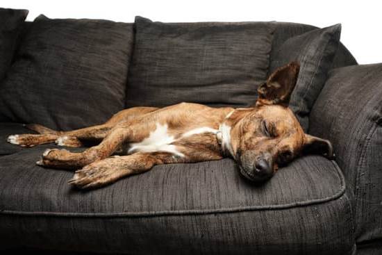 How to train your dog on a potty patch - step-by-step guide