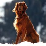 How to Train a Scared Dog to an Underground Fence How to train a fearful dog to adapt to an underground fence effectively