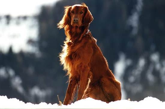 How to Train a Scared Dog to an Underground Fence 1 How to train a fearful dog to adapt to an underground fence effectively