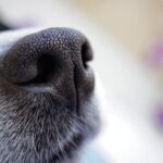 Can You Train an Older Dog to Like Cats Teaching an older dog to befriend cats: Effective training methods and techniques