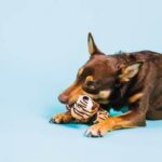How to Potty Train a Dog Using a Bell Step-by-step guide to potty train a dog using a bell: Effective and easy training method