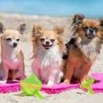 Can Dogs Train Each Other CAN DOGS TRAIN EACH OTHER: Collaborative learning among dogs to teach and reinforce desired behaviors