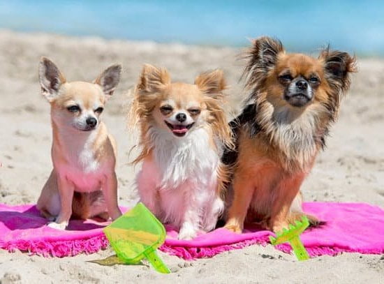 CAN DOGS TRAIN EACH OTHER: Collaborative learning among dogs to teach and reinforce desired behaviors