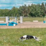 How to Train a Dog to Sniff Out Explosives Step-by-step guide on how to train a dog to sniff out explosives with expert tips included