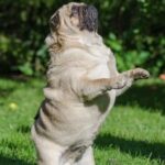 How to Train a Dog to Jump Into Water Step-by-step guide on how to train a dog to confidently jump into water