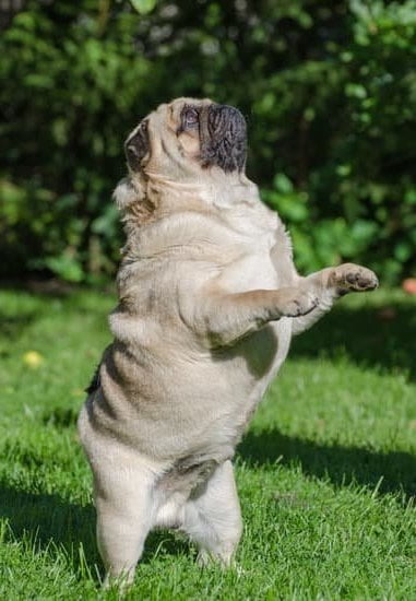 Step-by-step guide on how to train a dog to confidently jump into water