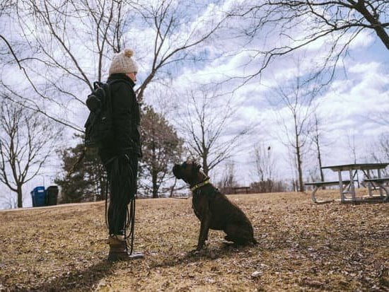 How to Train Dog to Leave Food 1 Step-by-step guide on how to train dog to leave food using positive reinforcement