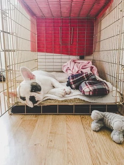 Adorable dog learning frisbee tricks in 'How to Train Your Dog to Do Frisbee Tricks' guide