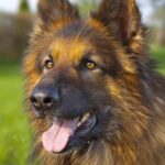 How to Train Territorial Aggressive Dog How to Train Territorial Aggressive Dog: Positive reinforcement, socialize early, consult professional trainer