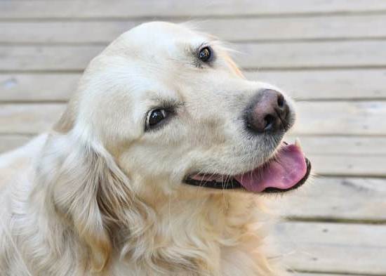 How to Train Dogs to Listen 1 how to train dogs to listen