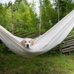 How to train a rabbit to act like a dog: positive reinforcement, consistency, and patience