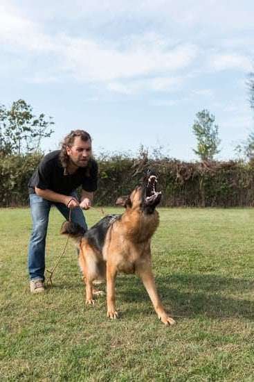 Step-by-step guide on deducting dog training business expenses on Schedule C