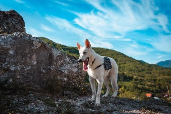 How to Train a Dog to a Leash 1 Step-by-step guide on how to train a dog to a leash for easy walks
