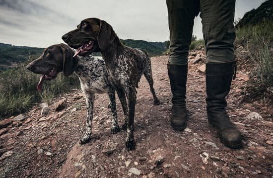 A step-by-step guide on how to clicker train your dog to sit
