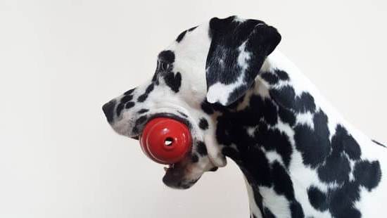 How to Get Your Dog Trained to Be an Esa 1 Step-by-step guide on how to get your dog trained to be an ESA