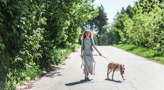 How much is potty training for dogs Cost, time, and tips for success