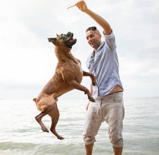 How to Train Your Dog to Watch Tv 1 Step-by-step guide on how to train your dog to watch TV with positive reinforcement