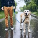 What Age Should Dogs Start Obedience Training Obedience Training: Optimal Age to Begin for Dogs - What Age Should Dogs Start Obedience Training