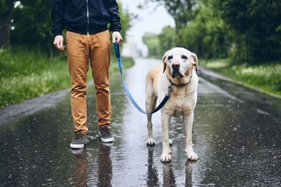 Obedience Training: Optimal Age to Begin for Dogs - What Age Should Dogs Start Obedience Training