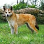 How to Train Your Dog Not to Chew Stuff Up Step-by-step guide: How to train your dog not to chew stuff up