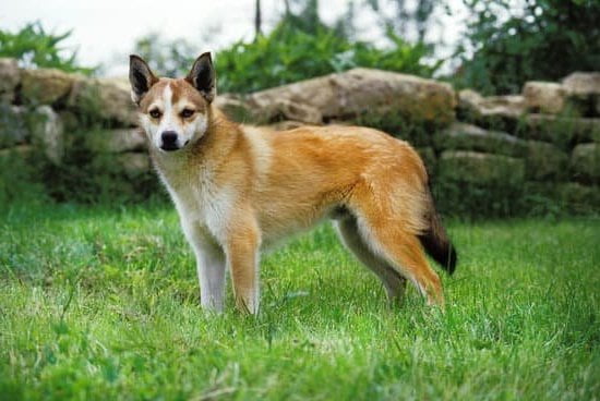 Step-by-step guide: How to train your dog not to chew stuff up