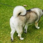 How to Train Dog Not Food Motivated Tips for training a dog not food motivated: Use non-food rewards & positive reinforcement techniques