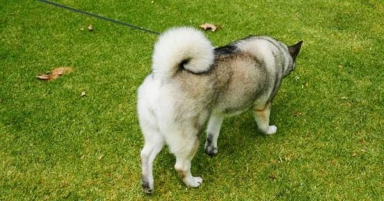 Tips for training a dog not food motivated: Use non-food rewards & positive reinforcement techniques