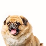 How to Train a Dog on an Underground Fence How to Train a Dog on an Underground Fence: Step-by-step Guide for Responsible Pet Owners