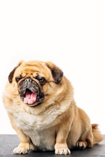 How to Train a Dog on an Underground Fence: Step-by-step Guide for Responsible Pet Owners