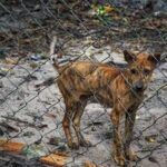 How to Train Your Dog to Jump Over Stick Training lesson: Teach your dog to jump over stick in 5 easy steps