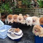 Step-by-step guide on how to train your dog properly for obedience and good behavior