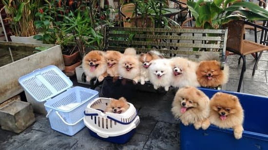 Step-by-step guide on how to train your dog properly for obedience and good behavior