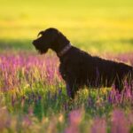 How to Train My Dog to Find Weed Step-by-step guide on how to train my dog to find weed effectively