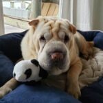 How to Train a Dog to Not Be Leash Aggressive Step-by-step guide on how to train a dog to not be leash aggressive using positive reinforcement