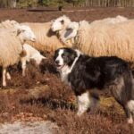 How to Train Cancer Detection Dog Step-by-Step Guide on How to Train a Cancer Detection Dog