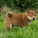 What is lead training for dogs - A guide to effective and positive leash training methods