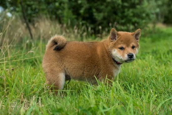 What is lead training for dogs - A guide to effective and positive leash training methods